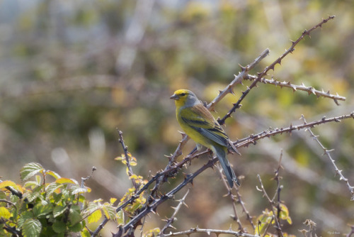 Corsican Finch (Carduelis corsicana) >>by Thijs de Bruin