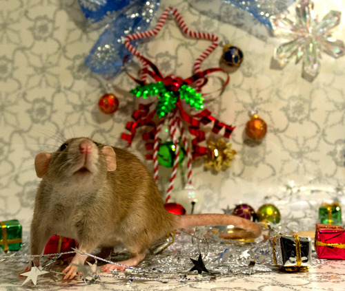 sewthoughtful:I hope everyone has had a wonderful month of holidays, whatever and however you celebr