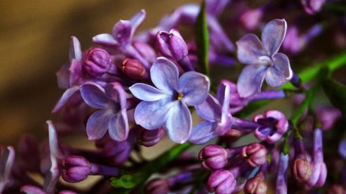 Неправильная сирень #beautiful #flowers #trees #green #blooming #spring #macro #lilac #leaves #macro