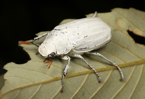 sinobug: White Scarab Beetle (Cyphochilus insulanus, Melolonthinae, Scarabaeidae) by Sinobug (itchyd