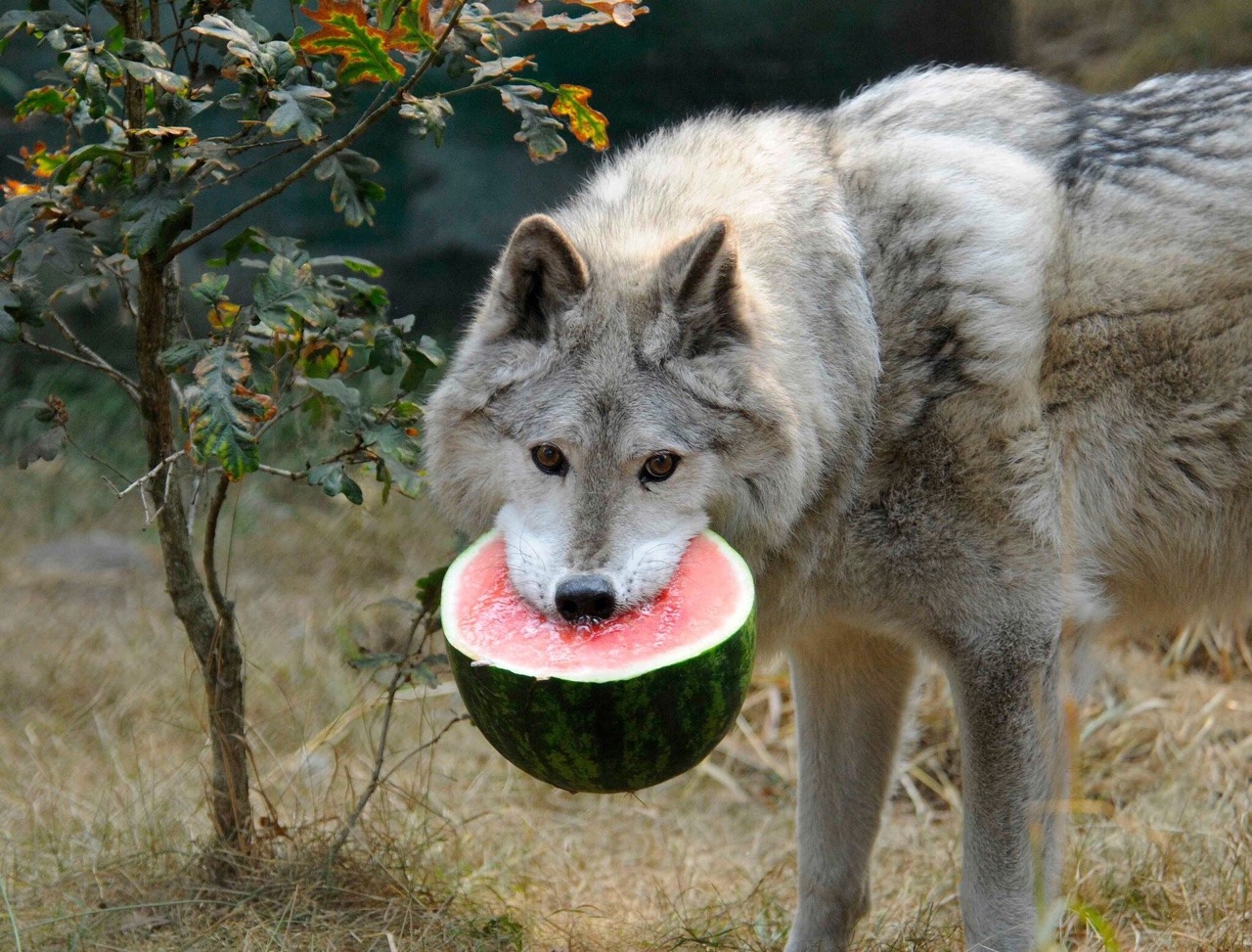 8bitmickey: Pictures of wolves eating watermelons has quickly become my new aesthetic.