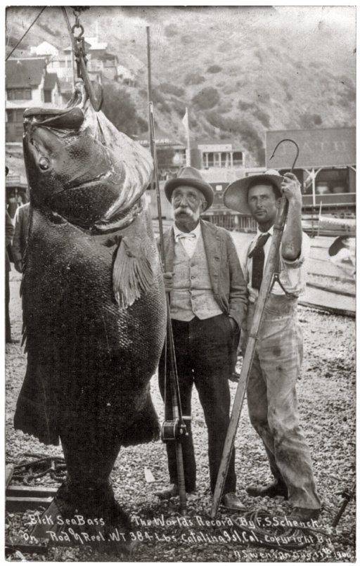 valscrapbook:  A world’s record 384-pound black sea bass caught by Franklin Schenck
