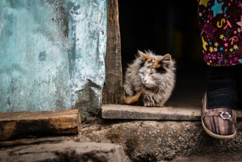 Mukesh Jain - Furry Alley Cat, Dhotrey, India, 2016  Photography