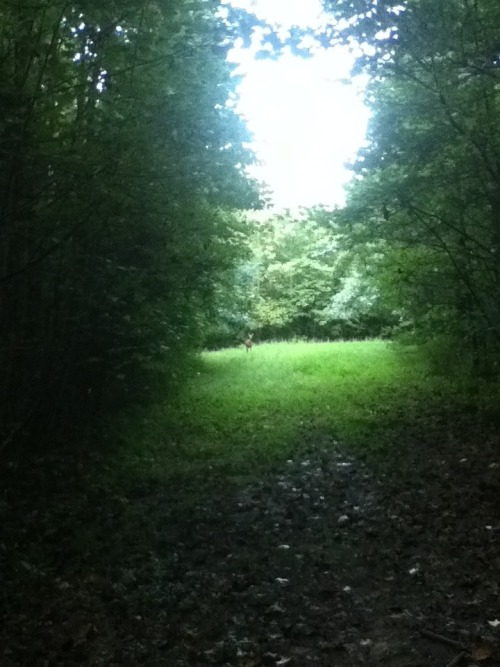 shypetals:Blurry forest pictures