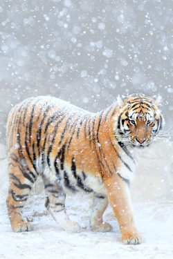 wonderous-world:  Tiger of Winter by Ryu