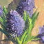 sleepyhyacinth