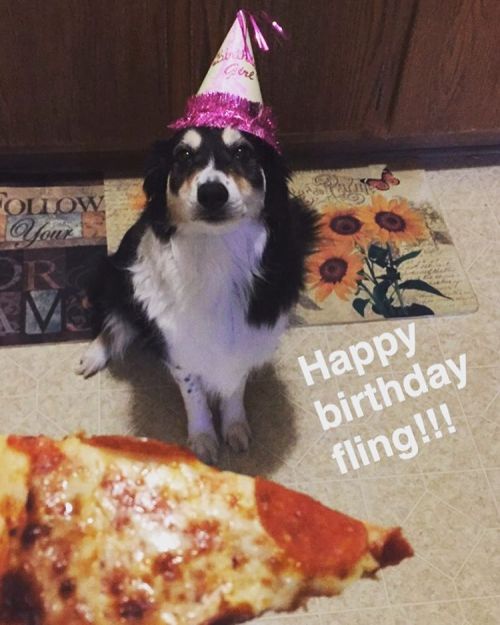 Happy birthday to my bestie #fling! Sorry your bark box isn’t here yet #bordercolliesofinstagr