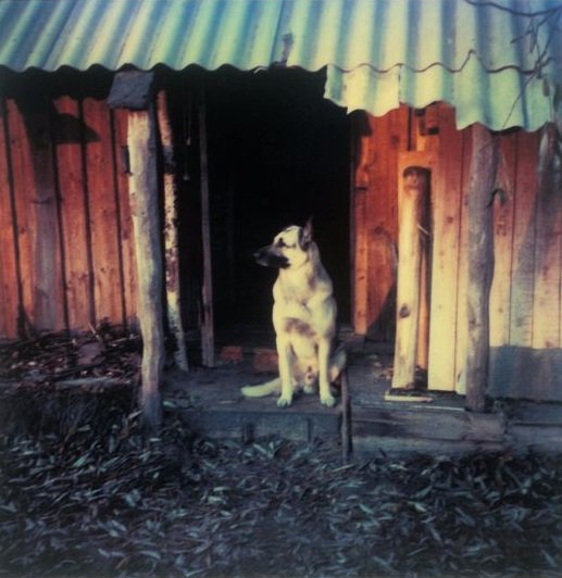 Dakus, by Andrei Tarkovsky Polaroid