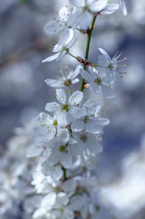 Tomorrow is officially the first day of spring! 