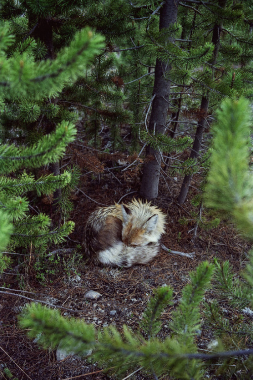 XXX artagainstsociety:  Sleeping Foxby Kevin photo