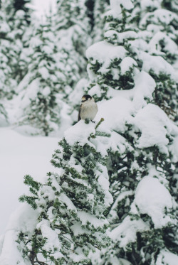 oh-haroo:  rhiannahoward:  Chunky Gray Jay. 