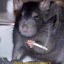 haymouse