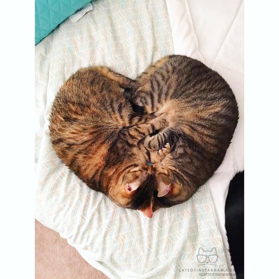 catsofinstagram: From @caitigaga: “Lucas ❤️Lady” #catsofinstagram [source: