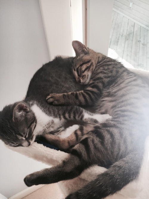 antideprincess:in the meantime…look at my aunts cats. i love them. cleopatra and leonardo.