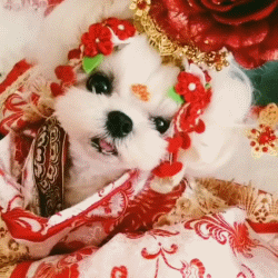 fuckyeahchinesefashion:pup-sept:mingsonjia:-video-who is this goddess  the empress
