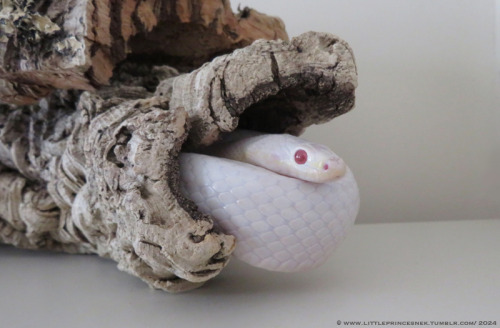 Photo shows a white cornsnake curled up in a cork log hide. The head and a loop of the snake's body is hanging out one end of the tube.