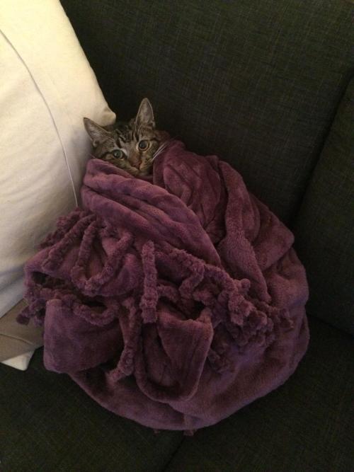 awwww-cute:  This i my cat, Megatron. He was a bit too annoying, too early in the morning so i had to put him in time out 