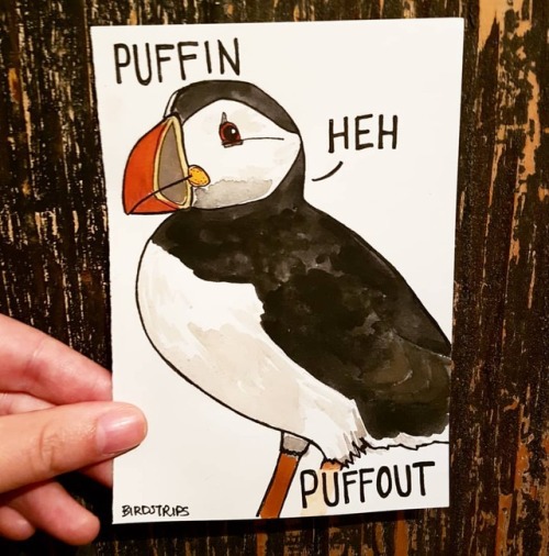 Bird no. 185. Puffin.Pbbffhahahahahaha .#getit #puffin #puff #out #hahahaha (at Montreal, Quebec)