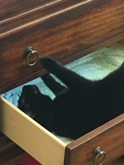 distoretion: In today’s Caturday Cryptid Adventure, Pitch has discovered a half-open drawer an