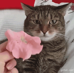 #omg gif from OMG GIF