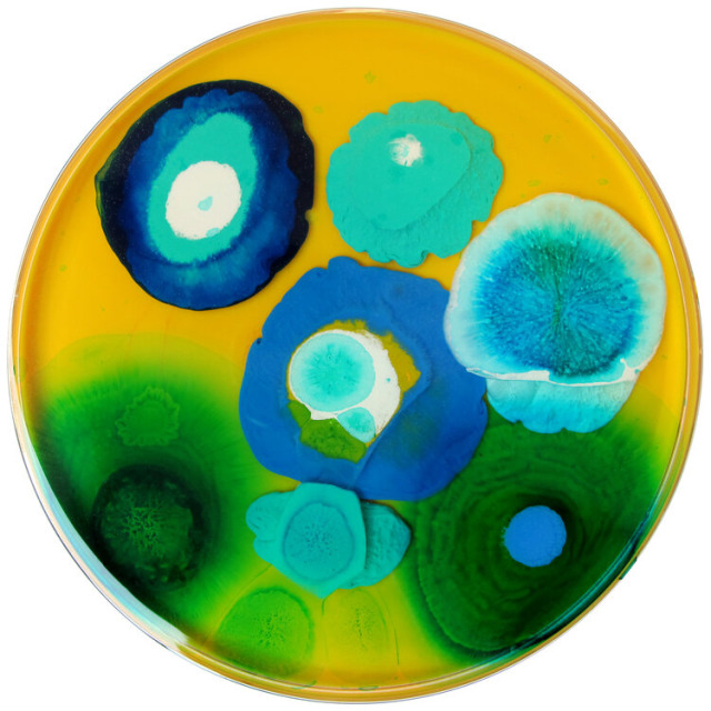 mothermishy:Petri dish art by Klari Reis. 