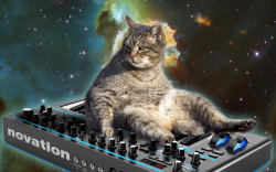 CATS ON SYNTHESIZERS IN SPACE