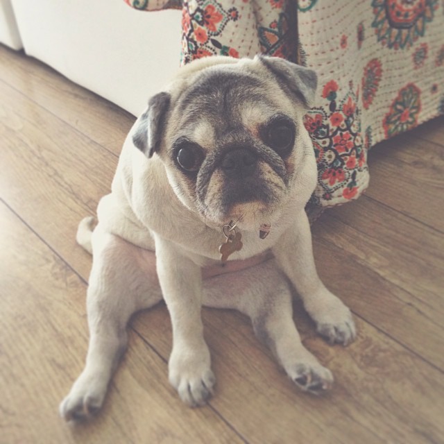 ilovepugs4ever:  Follow Dog Quotes.