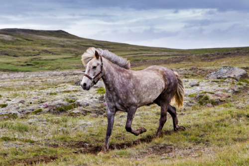 visualizedmemories:“Icelandic horses”