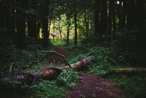 caitlingillam: Dark Forest by Jake on Flickr.