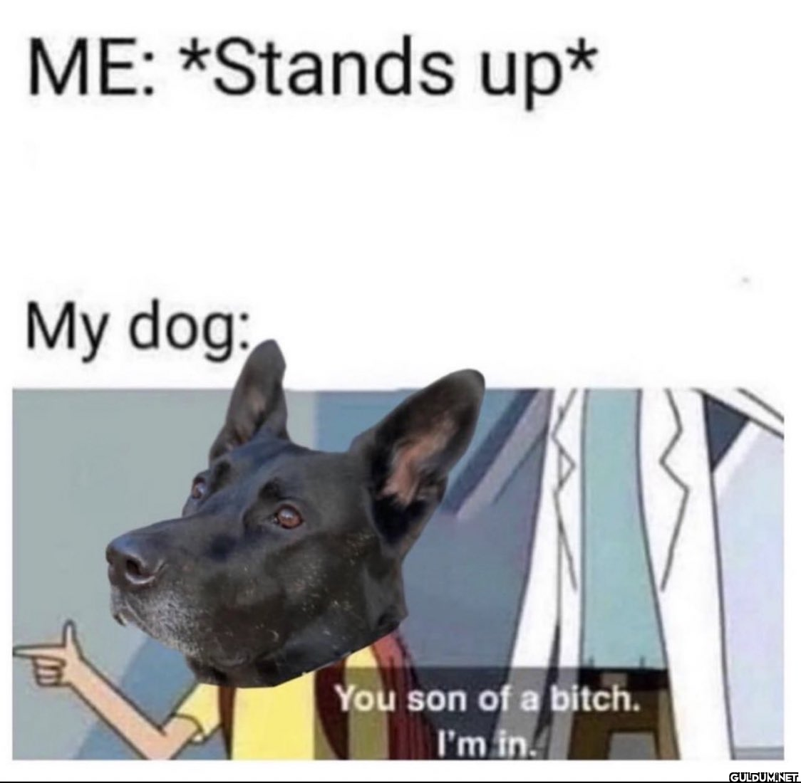 ME: *Stands up* My dog:...