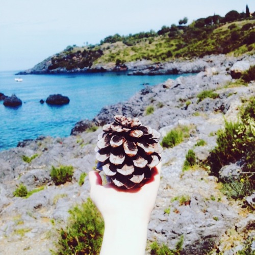 fir cone