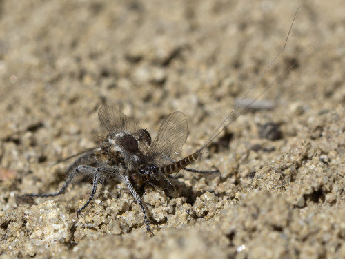 textless:A robber fly eating a mayfly near Aztec, NM, March 2016.Imagine having a 1-day adult lifesp