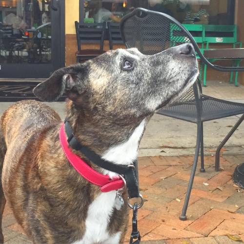 Squirrel? #pitmix #pitbull #rescuedog (at Patrick’s 1481)