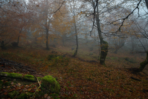 Otoño en Peloño by Alfredo G Nicieza