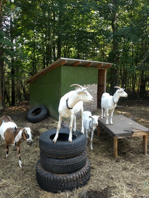 Inside the goat pen and puppy shenanigans.Luci stole a pair of Jr.’s underwear while he was 