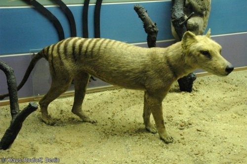 Thylacine taxidermy at the Museum für Naturkunde in Berlin, photographed by Klaus Rudloff in 2005. I