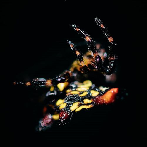 Gasteracantha sp | Yercaud Forest | India&hellip; The name Gasteracantha is derived from the Greek g