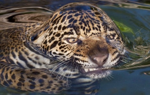 sixpenceee:Another picture portraying the effect of surface tension. Here are our other pictures on 