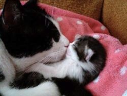 awwww-cute:  Mom Cat Kissing Baby (Source: http://ift.tt/23w7UyU) 