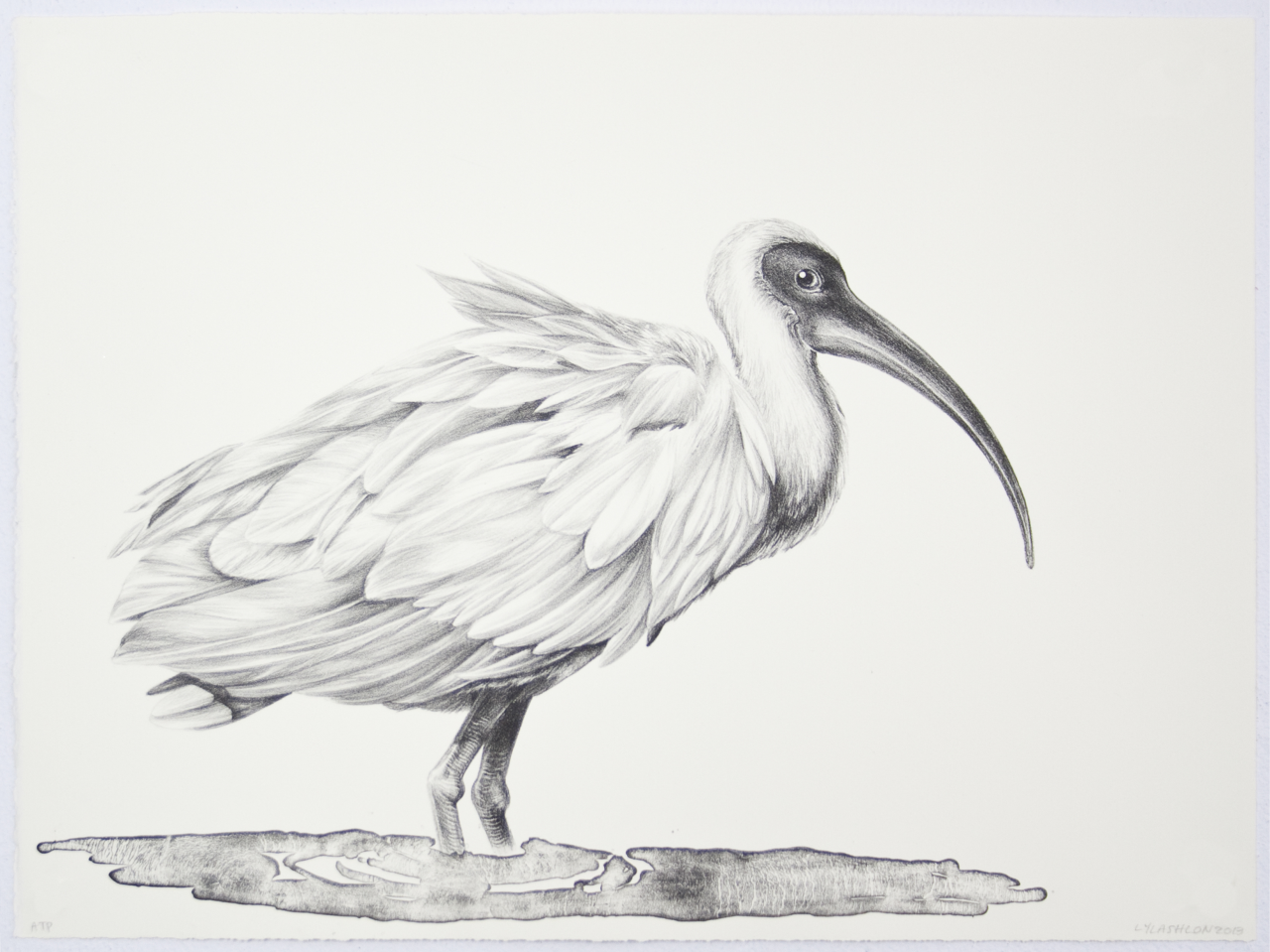 Ibis in Water, lithograph, 2013