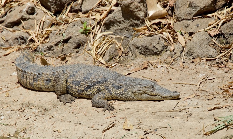 wapiti3: Nile crocodile  Paul Cools photos 