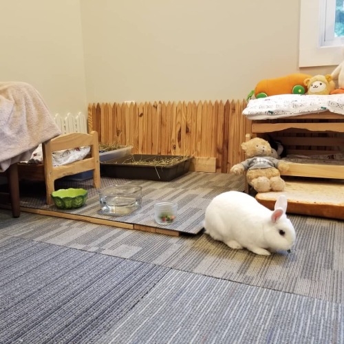 Bunny room update : 1.raised the litter/hay area for easier cleaning 2. Upgraded his favorite sleepi
