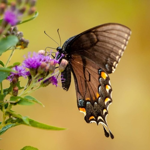 Black Swallowtail #thenatureofkansas #kansaswild #naturalhistory #naturephotography #macrophotograph