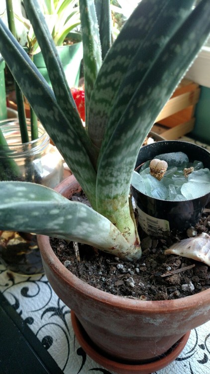 misadventured-piteous-overthrows: I have scale bugs and spider mites! Aaaaahhhhhh!! This is what hap