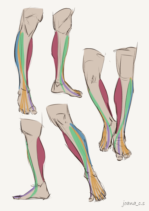 captainflipflops: Last feet/leg related drawings, for now! Arms are up next