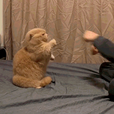 ef9484a77c7764ee5d45c75aaaa6d853ff52ce48.gifv