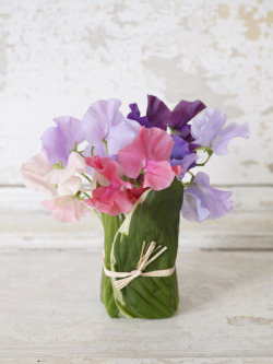 starbrillance:  Sweet Peas Flowers… absolute