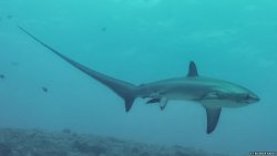 shark-ray:  This is believed to be the first photograph of an oceanic shark, in this case, a Thresher (Alopias spp.) giving birth! Thresher sharks are ovoviviparous - live birth, with records of oophagy, where the embryos consume unfertilized eggs in