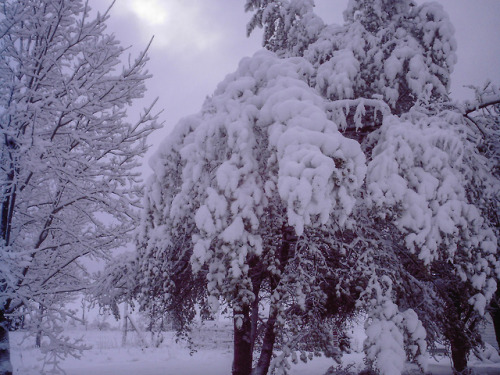 cheekyskunk:This morning we woke up inside a snow globe!