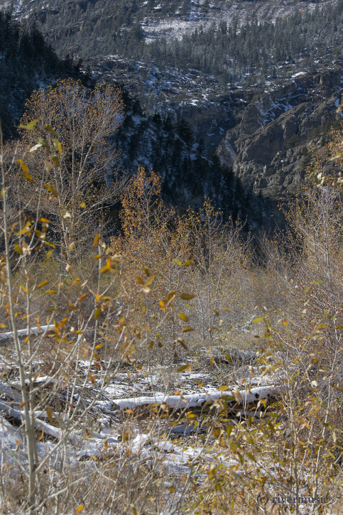 Cabin Creek Canyon: with Narrowleaf Cottonwoods (Populus angustifolia) Shoshone National Forest, Wyo